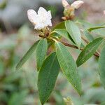 Rhododendron minus Hoja
