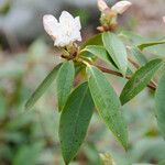 Rhododendron minus Leaf