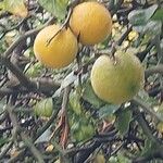 Citrus trifoliata ഫലം