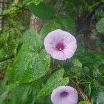 Ipomoea tiliacea Flower