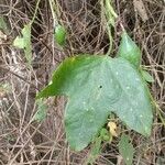 Passiflora lutea Leaf