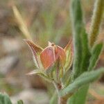 Helianthemum ledifolium Fruit