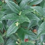 Sarcococca hookeriana Leaf