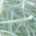 Dactyloctenium aegyptium Flower