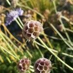 Lomelosia graminifolia Mbuma