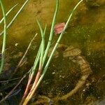 Juncus heterophyllus Hàbitat