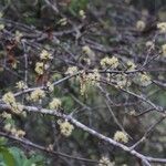 Haplocoelum foliolosum Flower