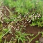 Sporobolus fimbriatus 花