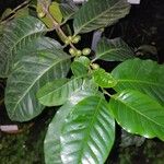 Coffea arabica Leaf