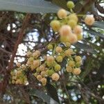 Euclea natalensis Frukto
