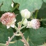 Rubus armeniacus Flower