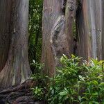 Eucalyptus deglupta Bark