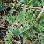 Coronilla viminalis Hoja