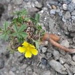 Potentilla neumanniana Hábitos