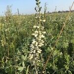 Baptisia alba पत्ता