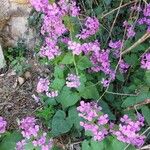 Lunaria annuaÕis