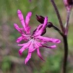 Silene flos-cuculi Kvet