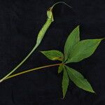 Arisaema jacquemontii Habit