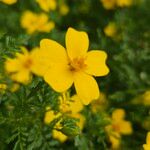 Tagetes tenuifolia Fula