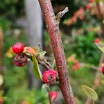 Cotoneaster integerrimus Bark