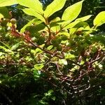 Vaccinium cylindraceum Fruto