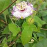 Passiflora ciliata Blüte