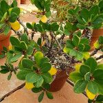 Euphorbia bulbispina Habitus