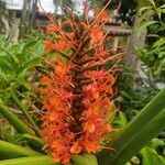 Hedychium coccineum Flor