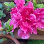 Rhododendron indicum Flower