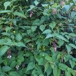 Leycesteria formosaЛіст