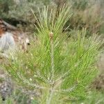 Pinus halepensis Folha