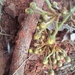 Heteropterys oberdanii Flor