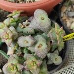 Crassula brevifolia Leaf