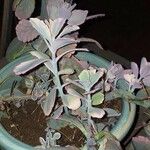 Kalanchoe laxifloraLeaf