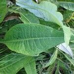 Cirsium heterophyllum Leaf