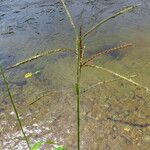 Paspalum dilatatum Habitus