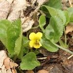 Viola rotundifolia 整株植物