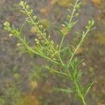 Lepidium ruderale ഫലം