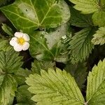 Fragaria vescaBlodyn