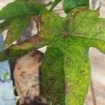 Gossypium barbadense Leaf