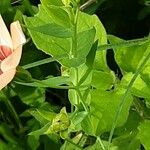 Linum grandiflorum Lubje