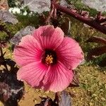 Hibiscus acetosella Blüte