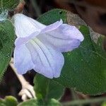 Ruellia humilis Kvet