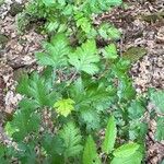 Crataegus marshallii Leaf