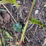 Setaria pumila Leaf