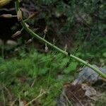 Muscari matritense Fruit