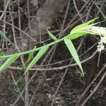 Flagellaria indica 花