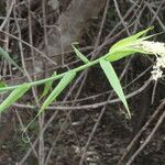 Flagellaria indica Blüte