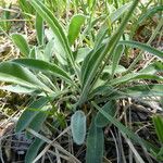 Leontodon incanus Leaf