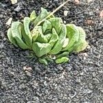 Haworthia truncataLeaf